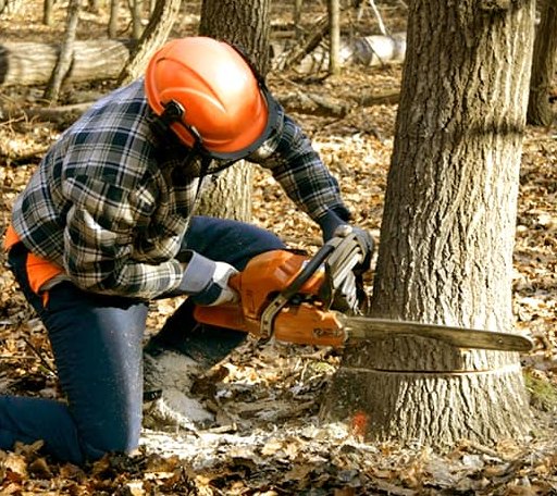 Tree Removal in Spring Gap, MD